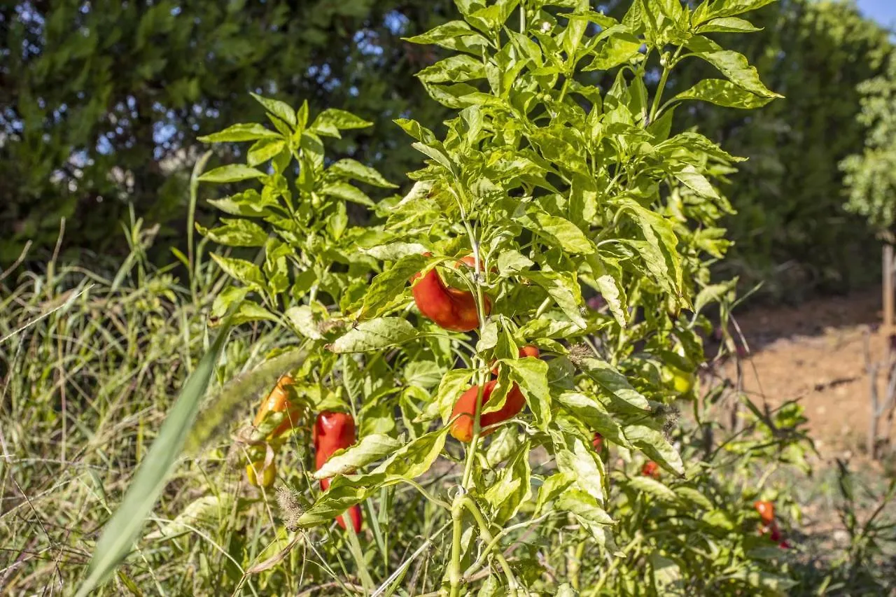 Finca Sa Tanqueta Rustica Spain